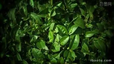 视频 1920 x 1080-绿茶叶于灌木丛中关闭